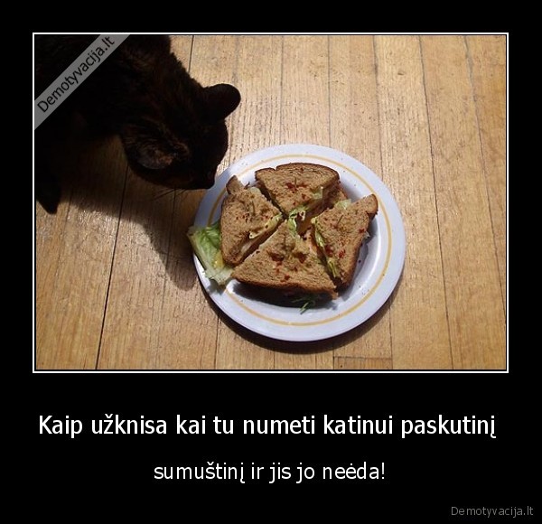 Kaip užknisa kai tu numeti katinui paskutinį  - sumuštinį ir jis jo neėda!