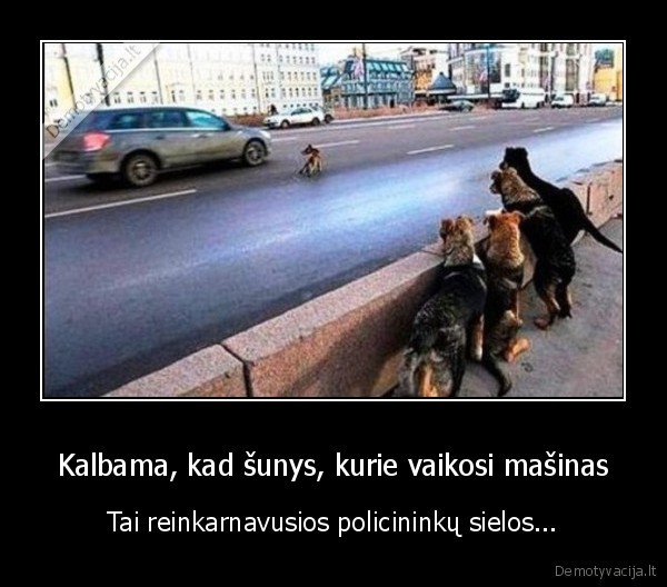 Kalbama, kad šunys, kurie vaikosi mašinas - Tai reinkarnavusios policininkų sielos...