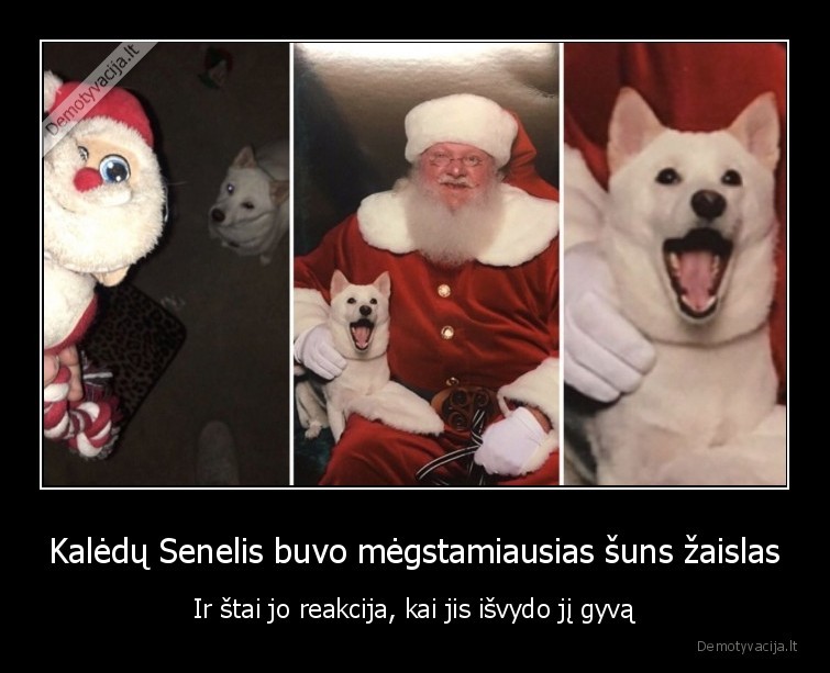 Kalėdų Senelis buvo mėgstamiausias šuns žaislas - Ir štai jo reakcija, kai jis išvydo jį gyvą