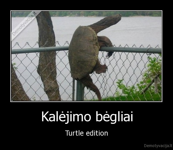 Kalėjimo bėgliai - Turtle edition