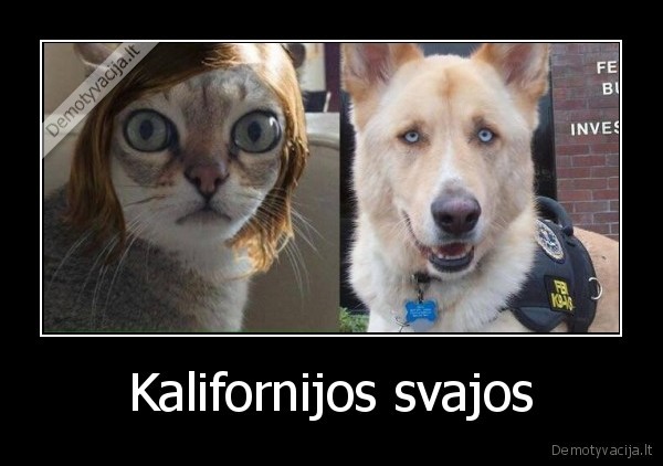 Kalifornijos svajos - 