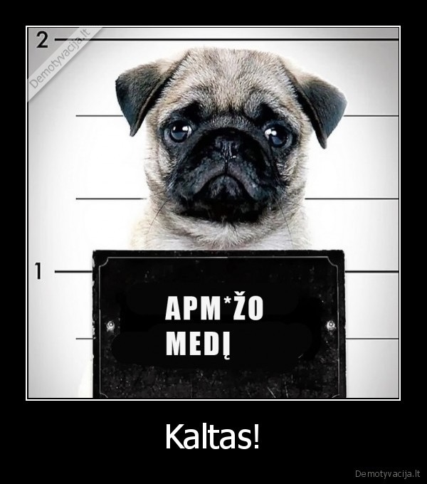 Kaltas! - 