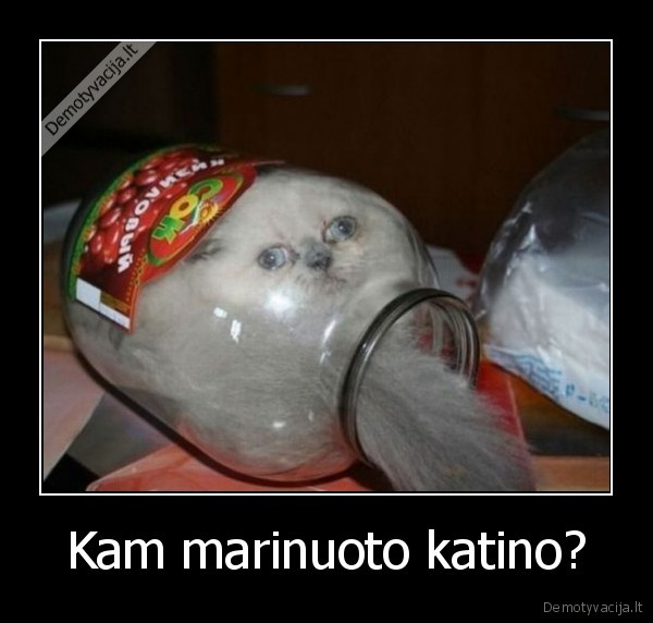 Kam marinuoto katino? - 