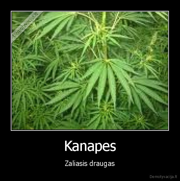 Kanapes - Zaliasis draugas