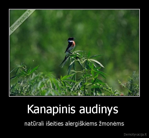 Kanapinis audinys  -  natūrali išeities alergiškiems žmonėms 