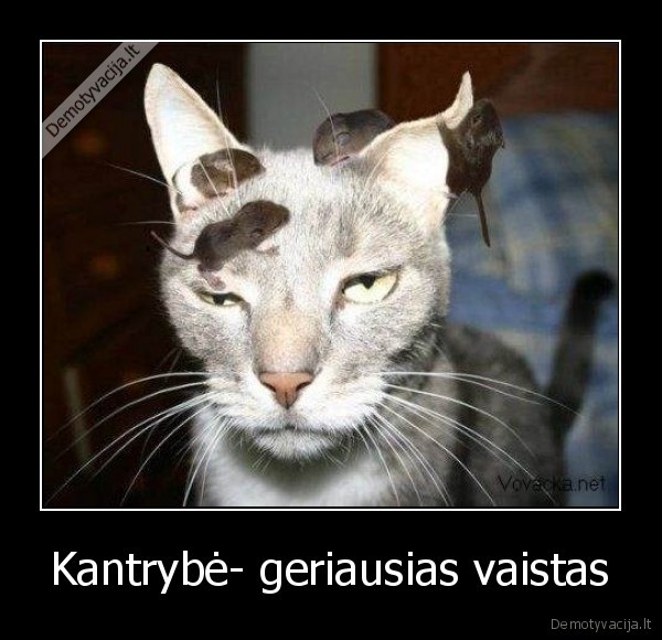 Kantrybė- geriausias vaistas - 