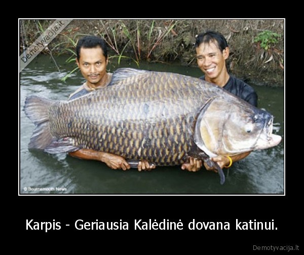 Karpis - Geriausia Kalėdinė dovana katinui. - 