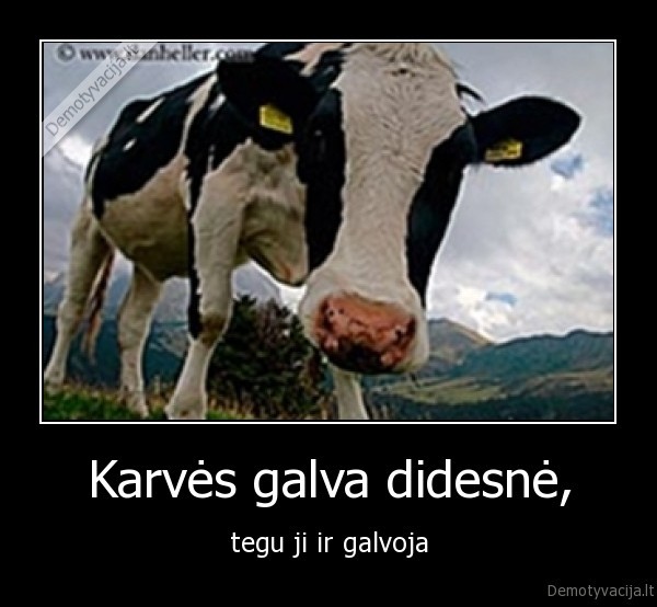 Karvės galva didesnė, - tegu ji ir galvoja