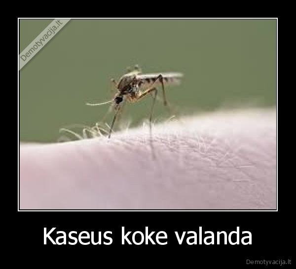 Kaseus koke valanda - 