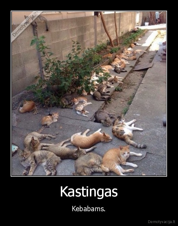 Kastingas - Kebabams.