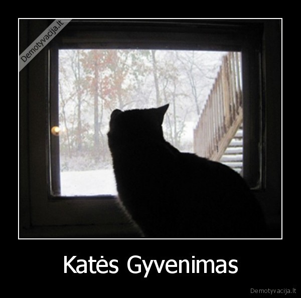 Katės Gyvenimas - 