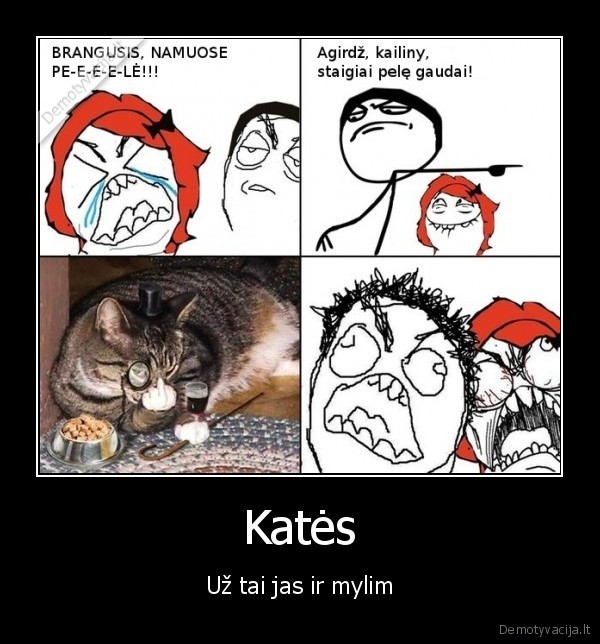 Katės - Už tai jas ir mylim