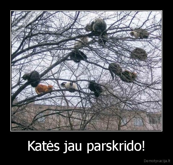 Katės jau parskrido! - 