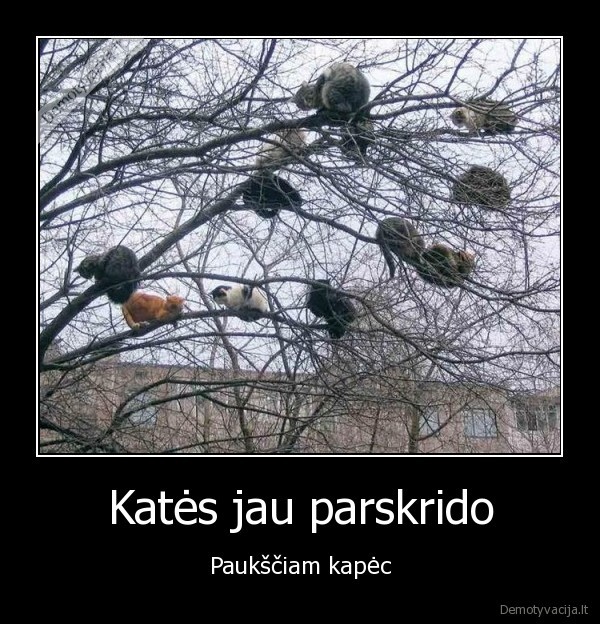 Katės jau parskrido - Paukščiam kapėc