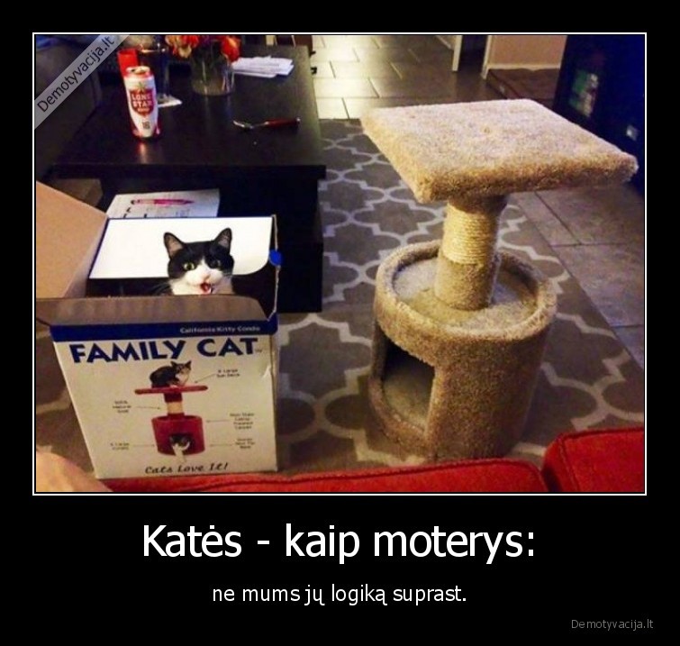 Katės - kaip moterys: - ne mums jų logiką suprast.