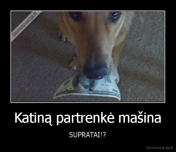 Katiną partrenkė mašina - SUPRATAI!?