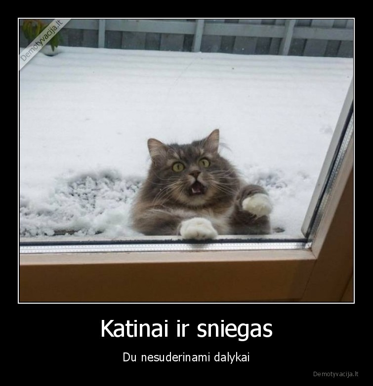 Katinai ir sniegas - Du nesuderinami dalykai