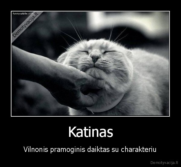 Katinas - Vilnonis pramoginis daiktas su charakteriu