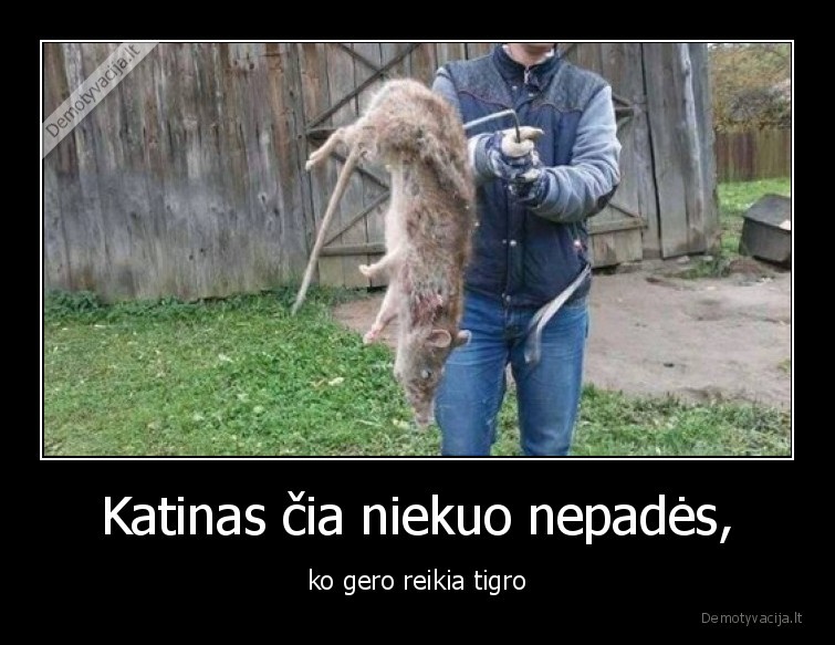 Katinas čia niekuo nepadės, - ko gero reikia tigro