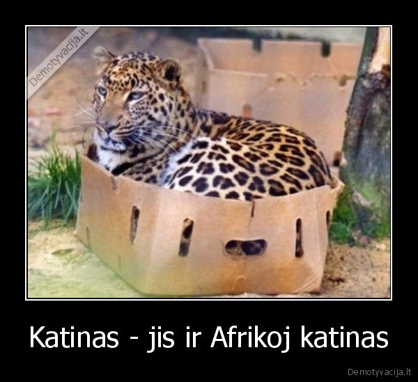 Katinas - jis ir Afrikoj katinas - 