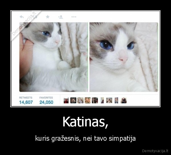 Katinas, - kuris gražesnis, nei tavo simpatija