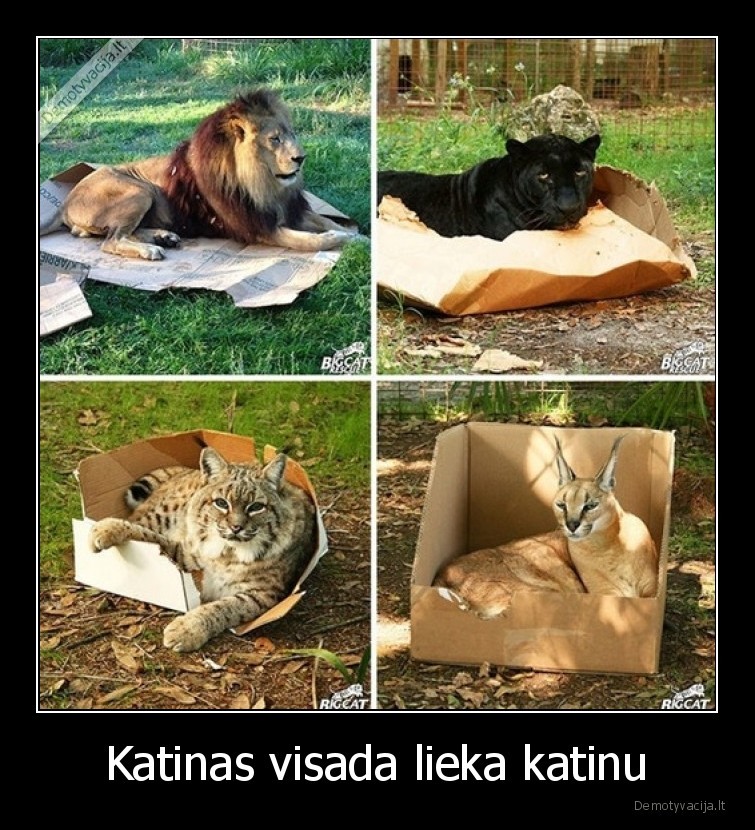 Katinas visada lieka katinu - 