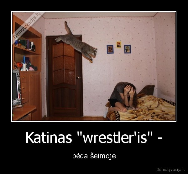 Katinas "wrestler'is" - - bėda šeimoje