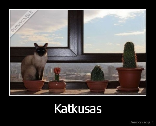 Katkusas - 