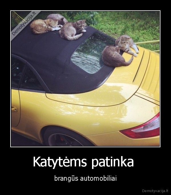 Katytėms patinka  - brangūs automobiliai