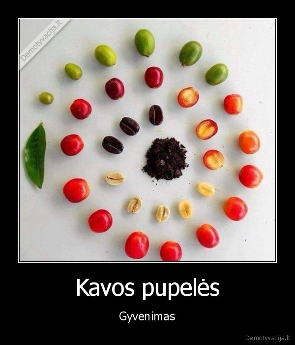 Kavos pupelės - Gyvenimas