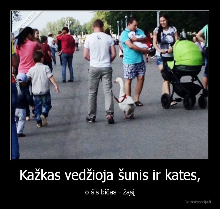 Kažkas vedžioja šunis ir kates, - o šis bičas - žąsį