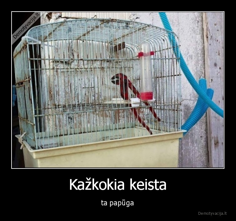 Kažkokia keista - ta papūga