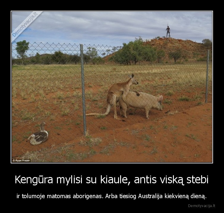 Kengūra mylisi su kiaule, antis viską stebi - ir tolumoje matomas aborigenas. Arba tiesiog Australija kiekvieną dieną.