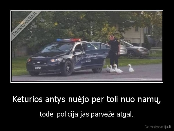 Keturios antys nuėjo per toli nuo namų, - todėl policija jas parvežė atgal.