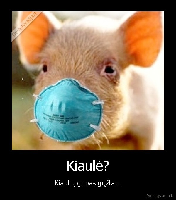 Kiaulė? - Kiaulių gripas grįžta...