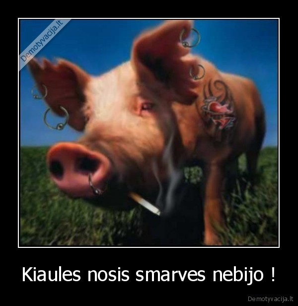 Kiaules nosis smarves nebijo ! - 