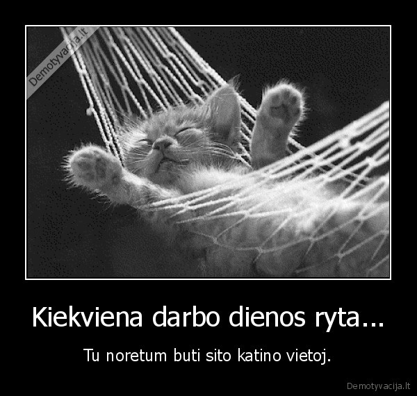 Kiekviena darbo dienos ryta... - Tu noretum buti sito katino vietoj.