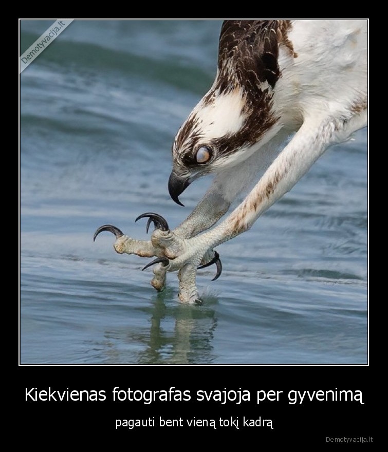 Kiekvienas fotografas svajoja per gyvenimą - pagauti bent vieną tokį kadrą