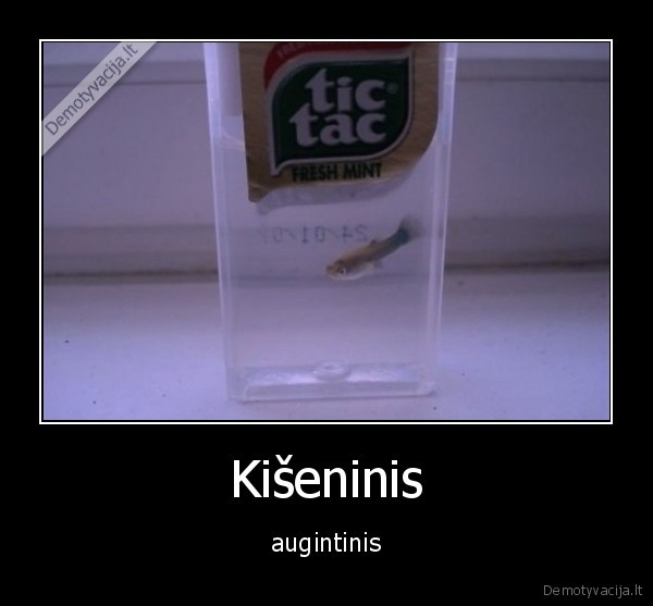 Kišeninis - augintinis