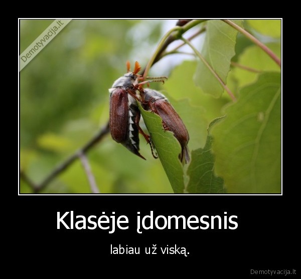 Klasėje įdomesnis  - labiau už viską.