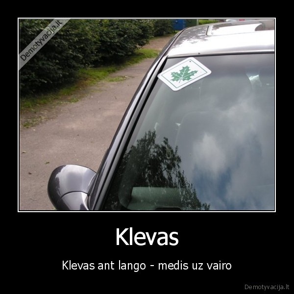 Klevas - Klevas ant lango - medis uz vairo