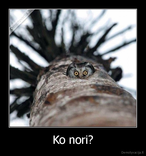 Ko nori? - 