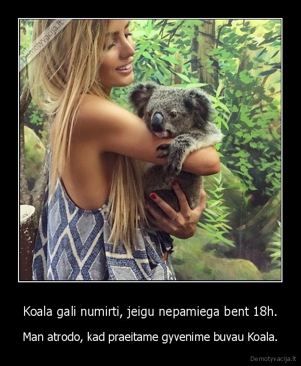 Koala gali numirti, jeigu nepamiega bent 18h. - Man atrodo, kad praeitame gyvenime buvau Koala.