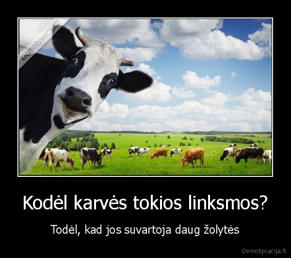 Kodėl karvės tokios linksmos? - Todėl, kad jos suvartoja daug žolytės