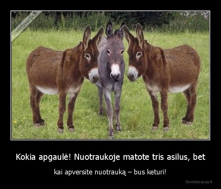 Kokia apgaulė! Nuotraukoje matote tris asilus, bet - kai apversite nuotrauką – bus keturi!