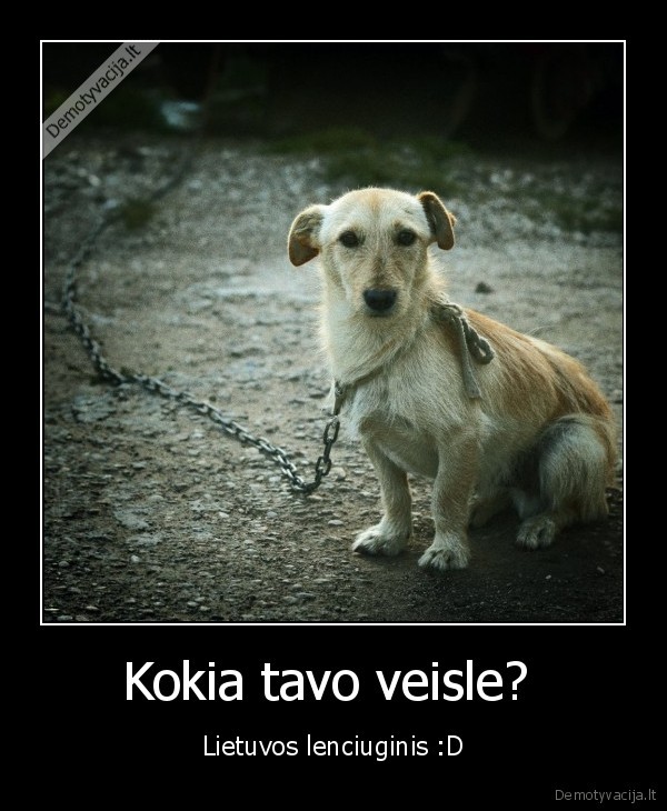 Kokia tavo veisle?  - Lietuvos lenciuginis :D