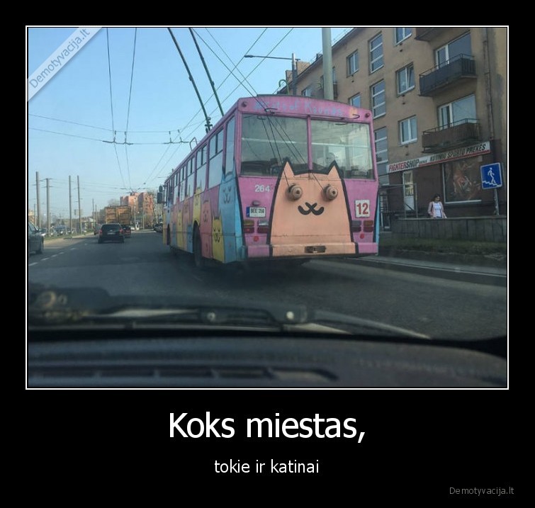 Koks miestas, - tokie ir katinai