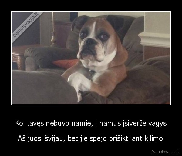 Kol tavęs nebuvo namie, į namus įsiveržė vagys - Aš juos išvijau, bet jie spėjo prišikti ant kilimo