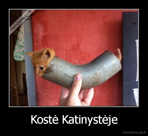 Kostė Katinystėje - 