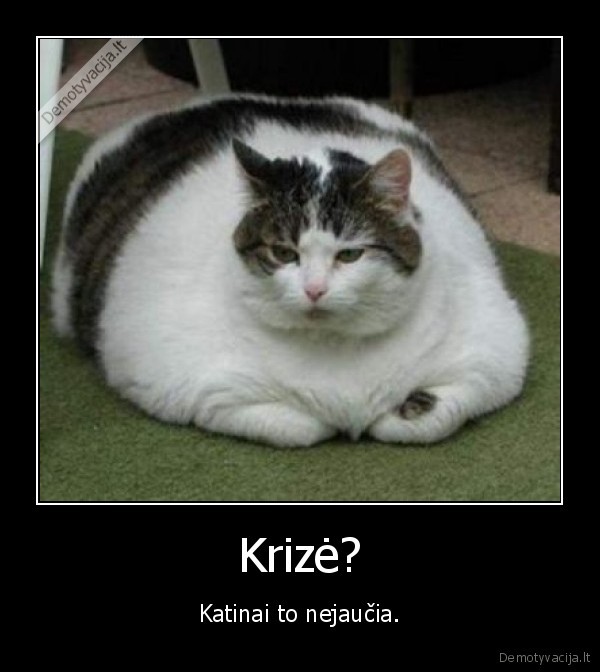 Krizė? - Katinai to nejaučia.